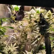 3 schöne strains