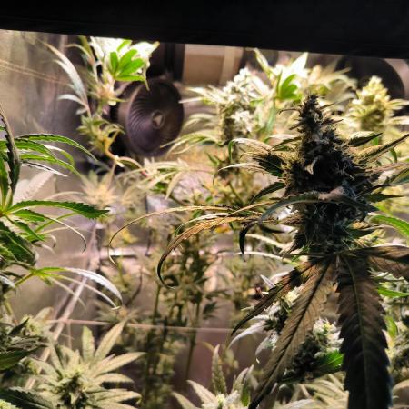 3 schöne strains