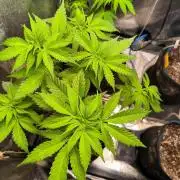 dognabis #15 Dognabiscup Permanent Maker