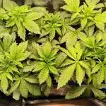 dognabis #15 Dognabiscup Permanent Maker