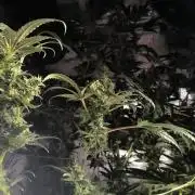 3 schöne strains