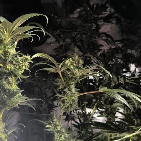 3 schöne strains