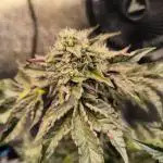 CreamyClouds