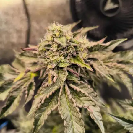 CreamyClouds