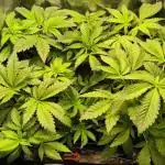 dognabis #15 Dognabiscup Permanent Maker