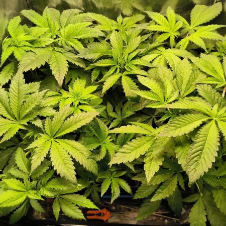 dognabis #15 Dognabiscup Permanent Maker