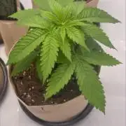 2x North Thunderf**k 2x Cereal Milk FLO