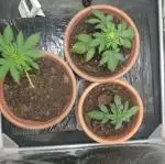 First Grow / Pls help me guys /GCA/SBA