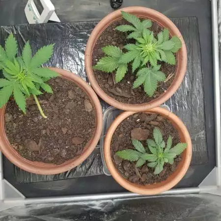 First Grow / Pls help me guys /GCA/SBA