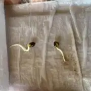 Primero 