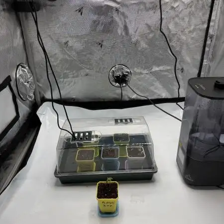 First Grow with new Setup