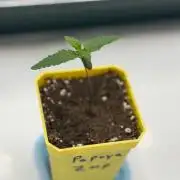 First Grow with new Setup