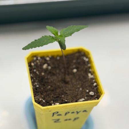 First Grow with new Setup