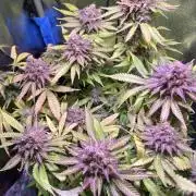 Low Stress, High Hopes