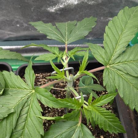 Laughing Buddha | 60x60 | Organic