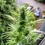 Taste the Jungle | Gorilla zkittlez auto