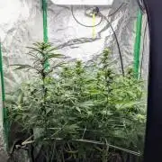 Laughing Buddha | 60x60 | Organic