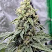 Laughing Buddha | 60x60 | Organic