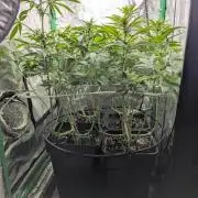 Laughing Buddha | 60x60 | Organic