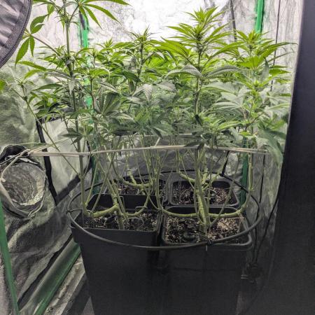 Laughing Buddha | 60x60 | Organic