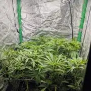 Laughing Buddha | 60x60 | Organic