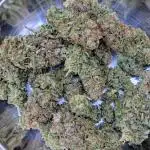 To purple or not to purple: That is the Question!