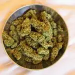 Taste the Jungle | Gorilla zkittlez auto