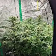 Laughing Buddha | 60x60 | Organic