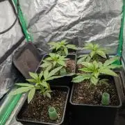 Laughing Buddha | 60x60 | Organic