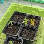 Laughing Buddha | 60x60 | Organic