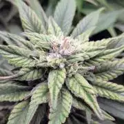 Laughing Buddha | 60x60 | Organic