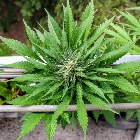 Taste the Jungle | Gorilla zkittlez auto