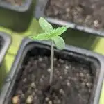 Laughing Buddha | 60x60 | Organic