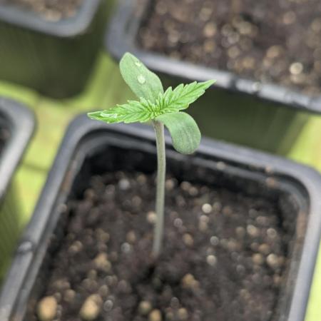 Laughing Buddha | 60x60 | Organic