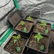 Laughing Buddha | 60x60 | Organic