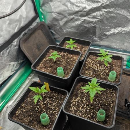 Laughing Buddha | 60x60 | Organic