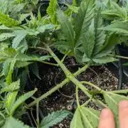 Laughing Buddha | 60x60 | Organic