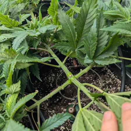 Laughing Buddha | 60x60 | Organic