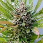 Taste the Jungle | Gorilla zkittlez auto