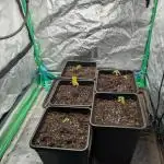 Laughing Buddha | 60x60 | Organic