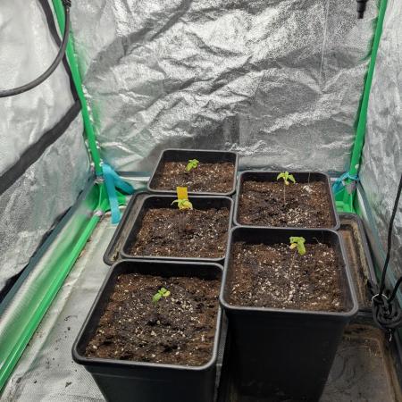 Laughing Buddha | 60x60 | Organic