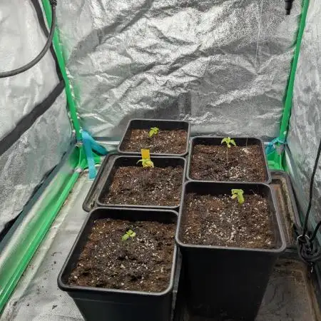 Laughing Buddha | 60x60 | Organic