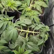 Laughing Buddha | 60x60 | Organic