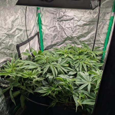 Laughing Buddha | 60x60 | Organic