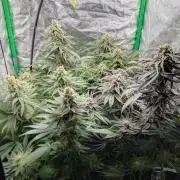 Laughing Buddha | 60x60 | Organic