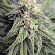 Laughing Buddha | 60x60 | Organic