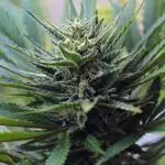 Taste the Jungle | Gorilla zkittlez auto