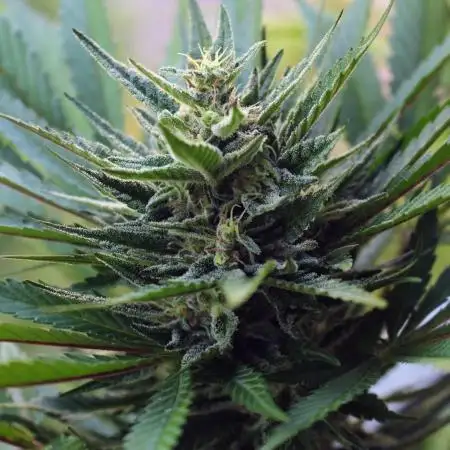 Taste the Jungle | Gorilla zkittlez auto