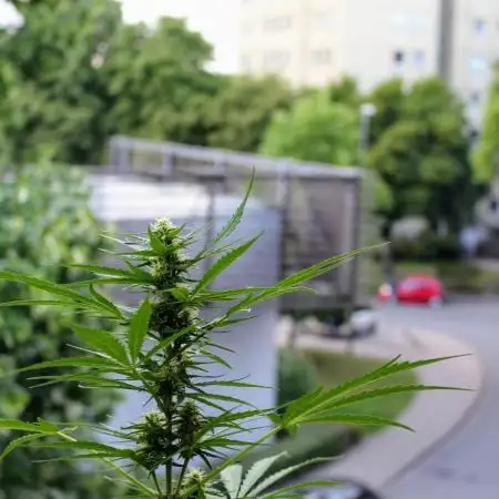 Taste the Jungle | Gorilla zkittlez auto