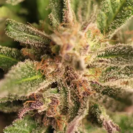 Taste the Jungle | Gorilla zkittlez auto